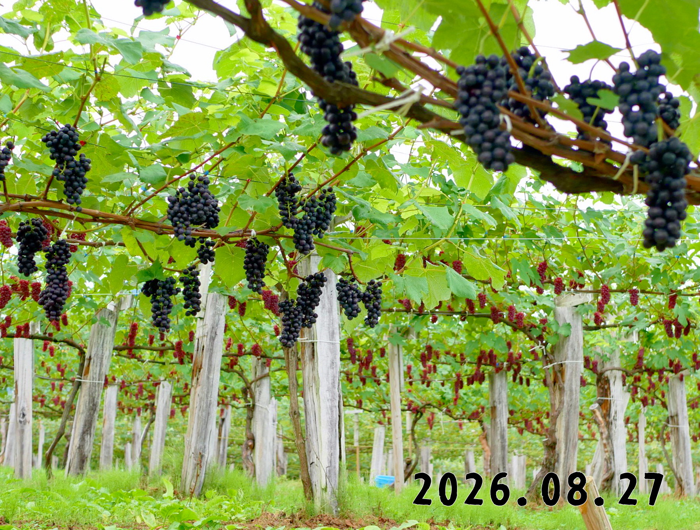 森の中の果樹園のブドウ