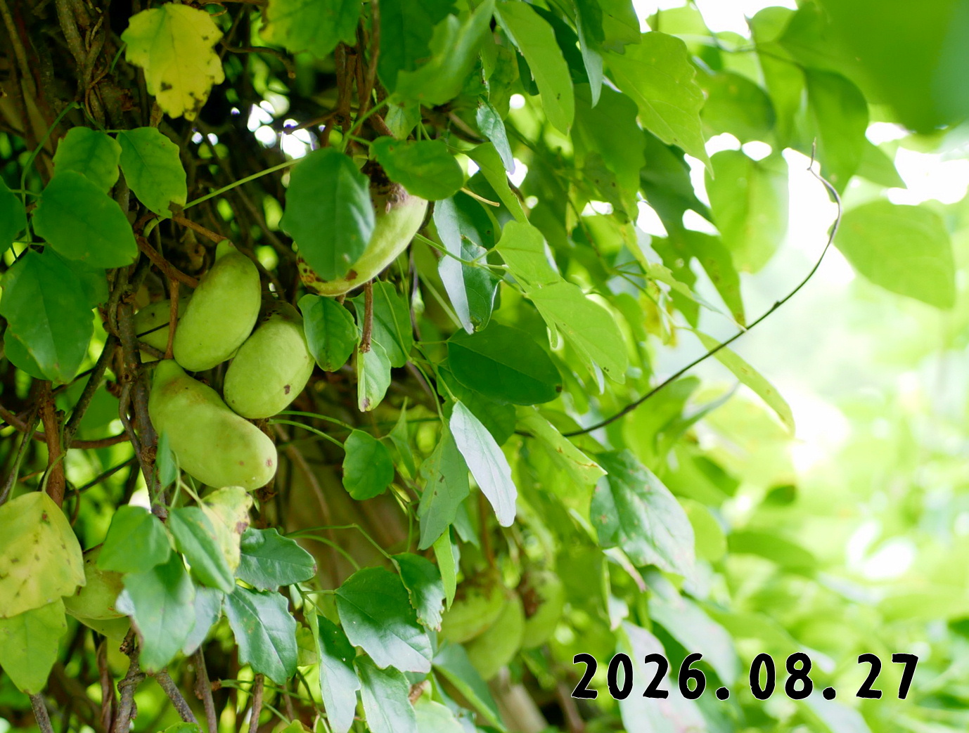 森の中の果樹園のアケビ