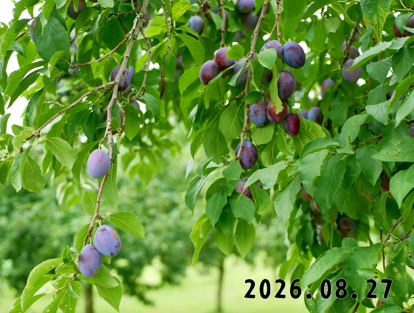 森の中の果樹園のプルーン