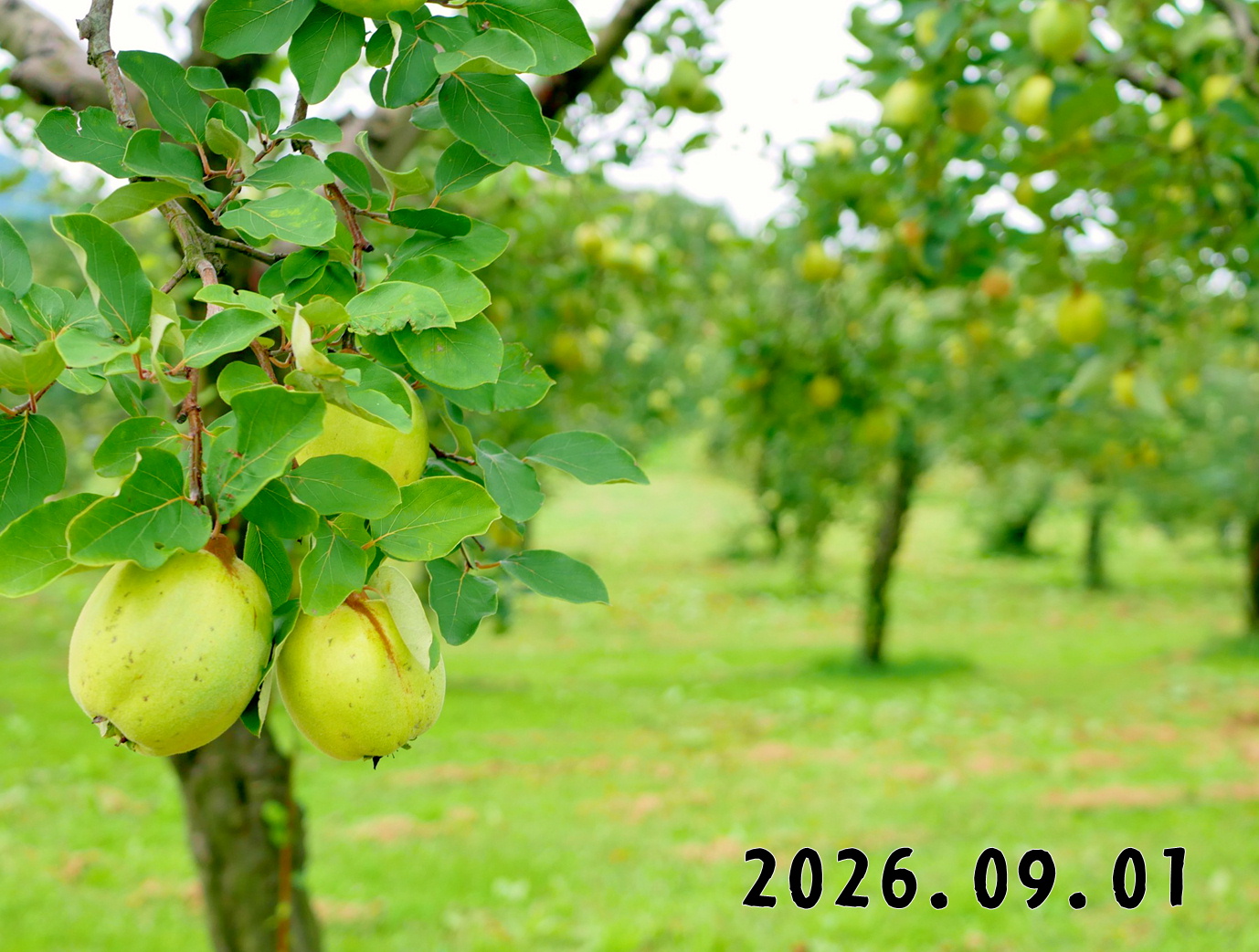 森の中の果樹園のマルメロ