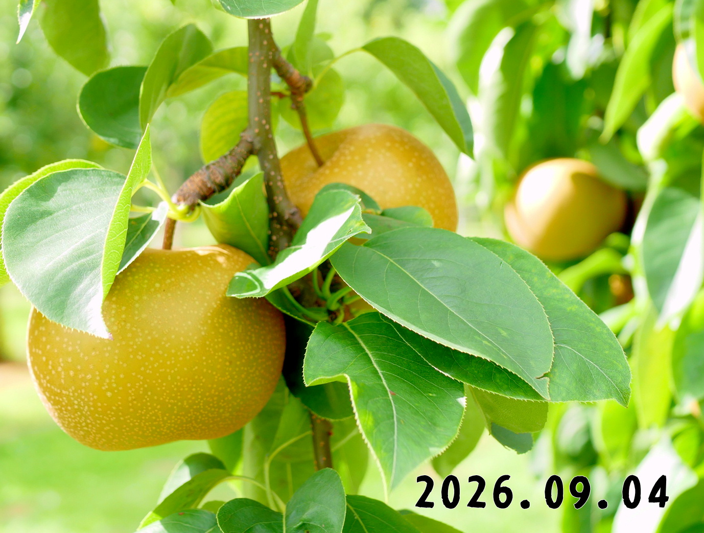 森の中の果樹園のナシ