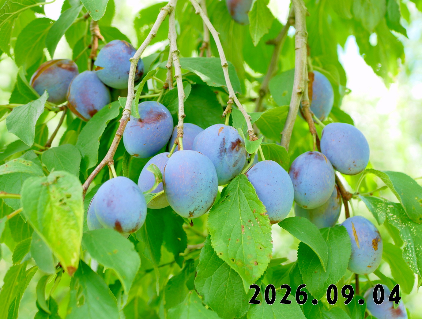 森の中の果樹園のプルーン