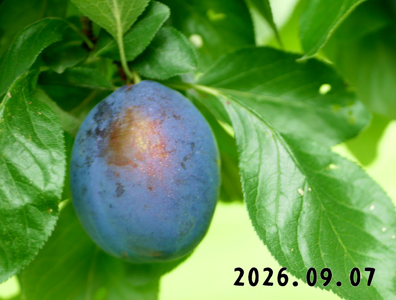 森の中の果樹園のプルーン