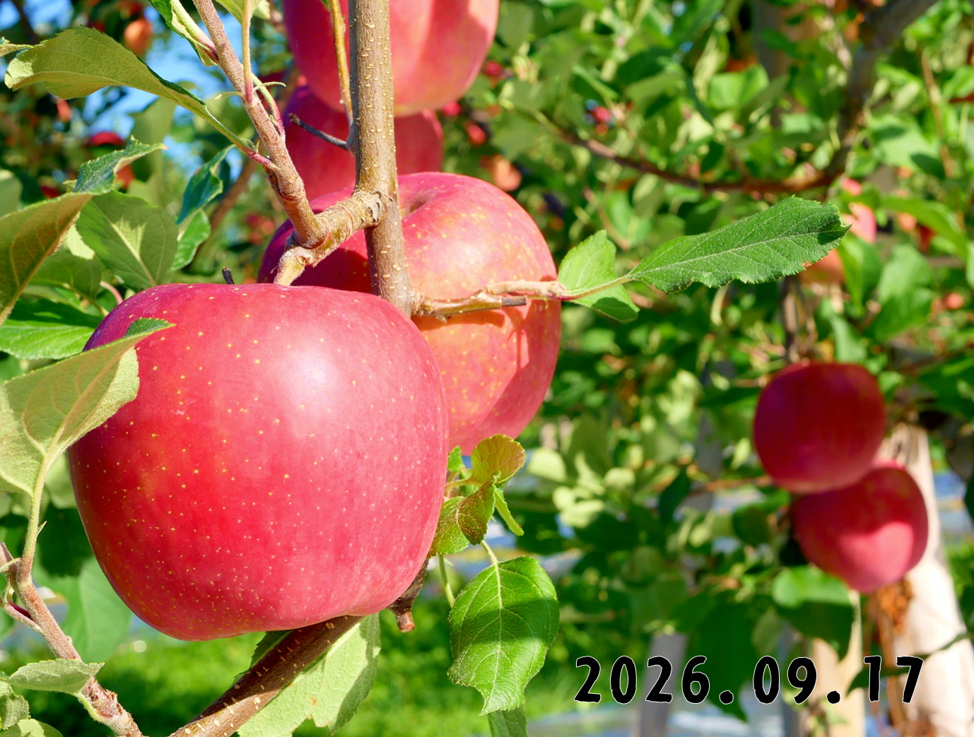 森の中の果樹園のリンゴ