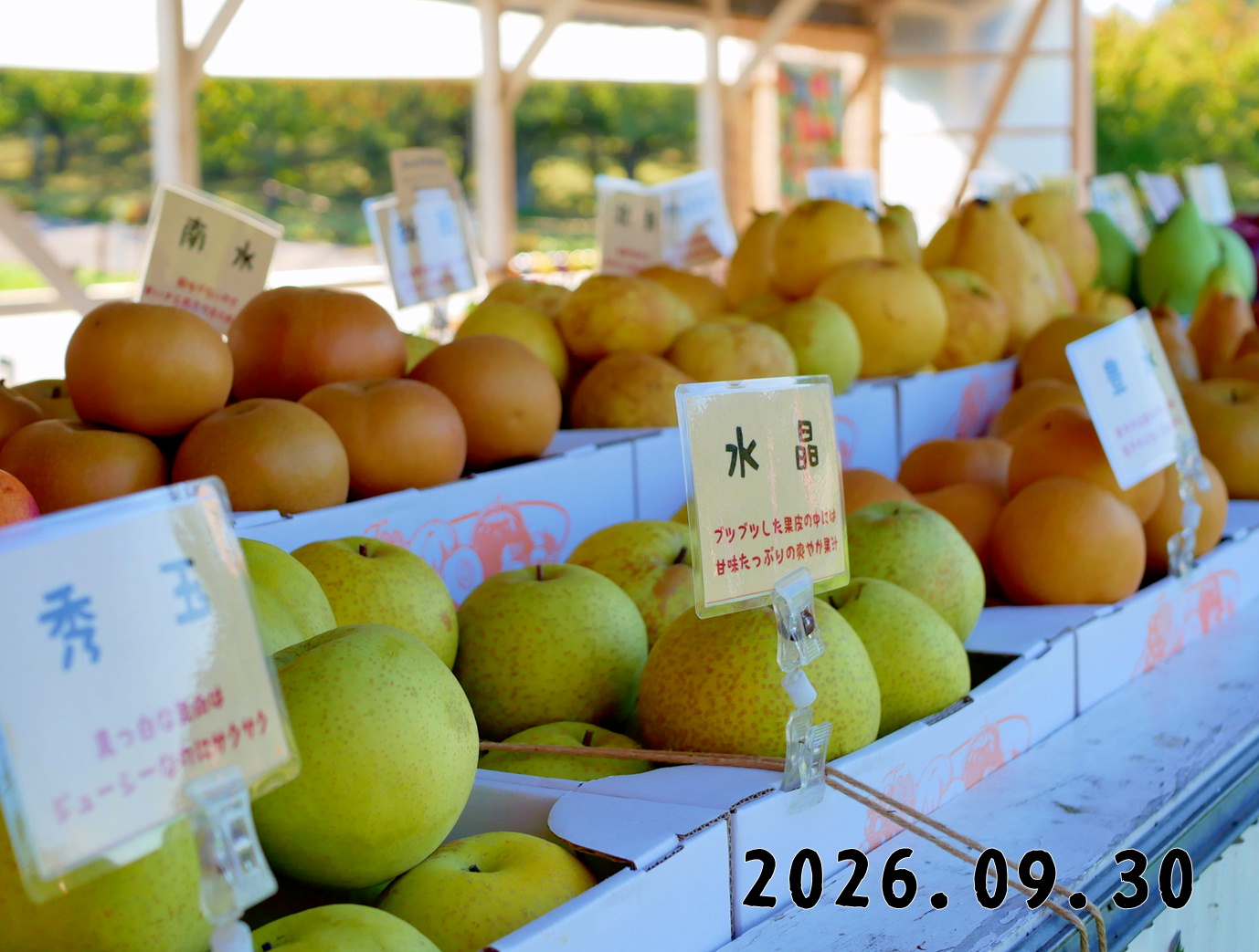 森の中の果樹園のナシ