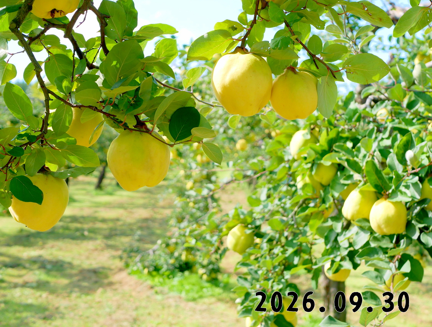 森の中の果樹園のマルメロ