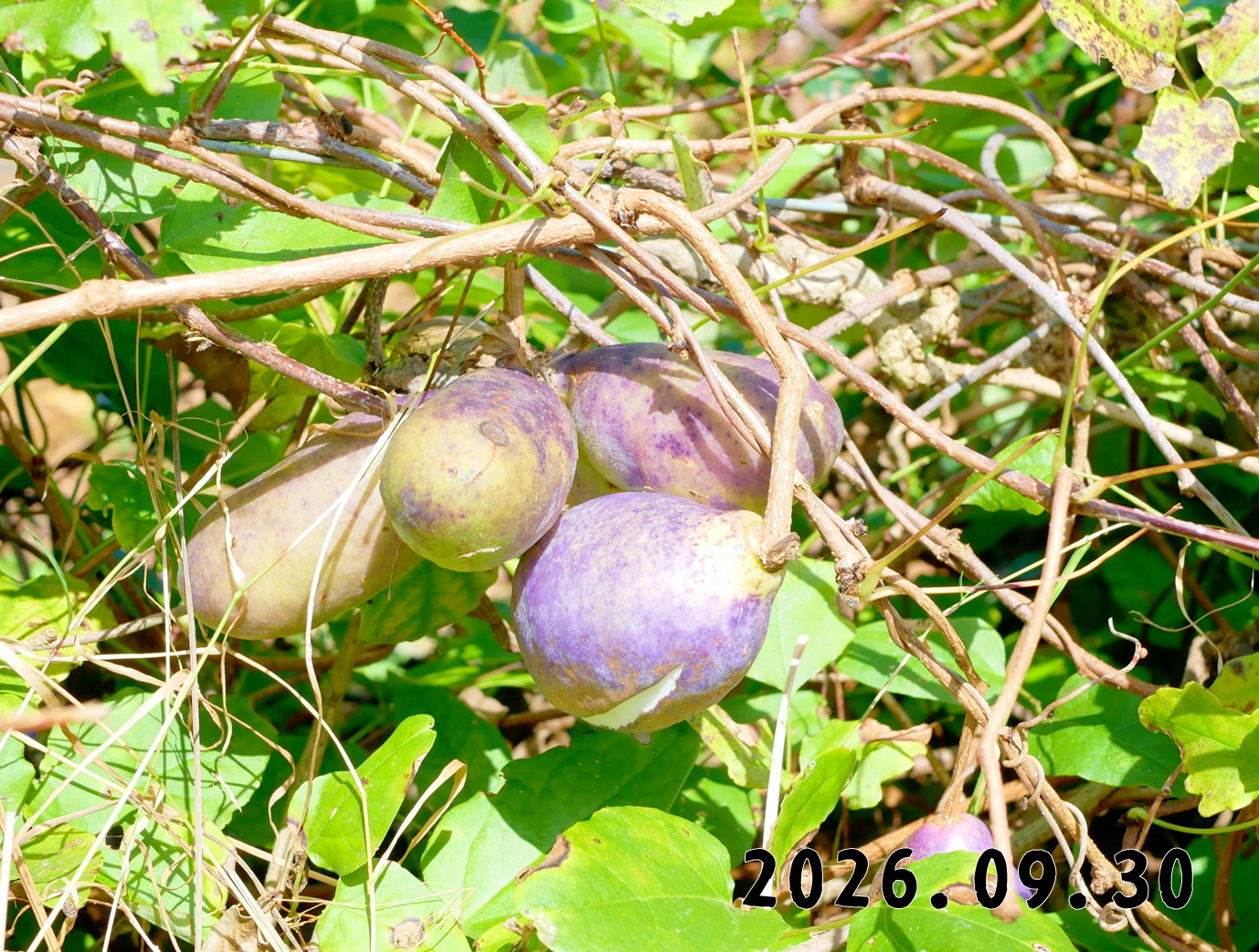 森の中の果樹園のアケビ