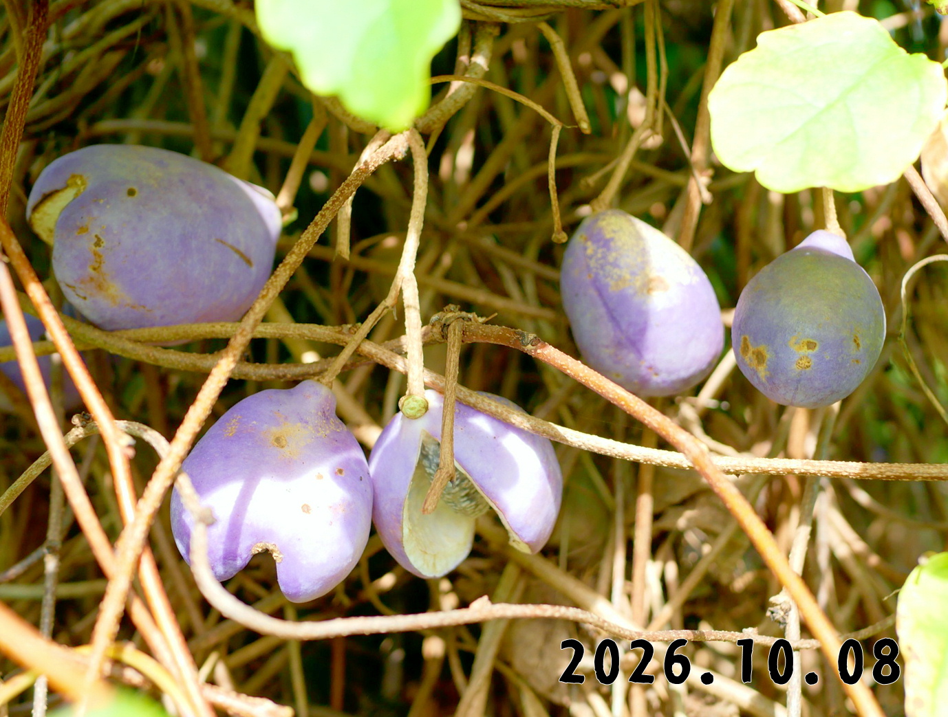 森の中の果樹園のアケビ