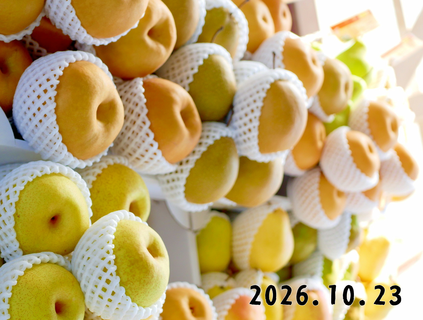 森の中の果樹園のナシ