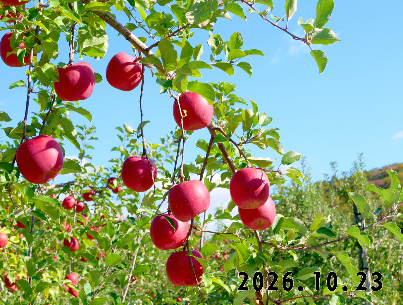 森の中の果樹園のリンゴ