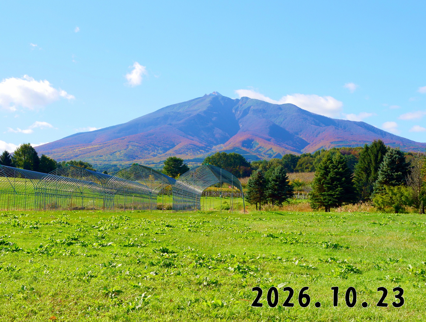 森の中の果樹園のくだもの狩り