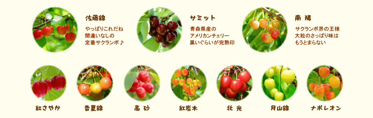 森の中の果樹園のサクランボ　品種紹介