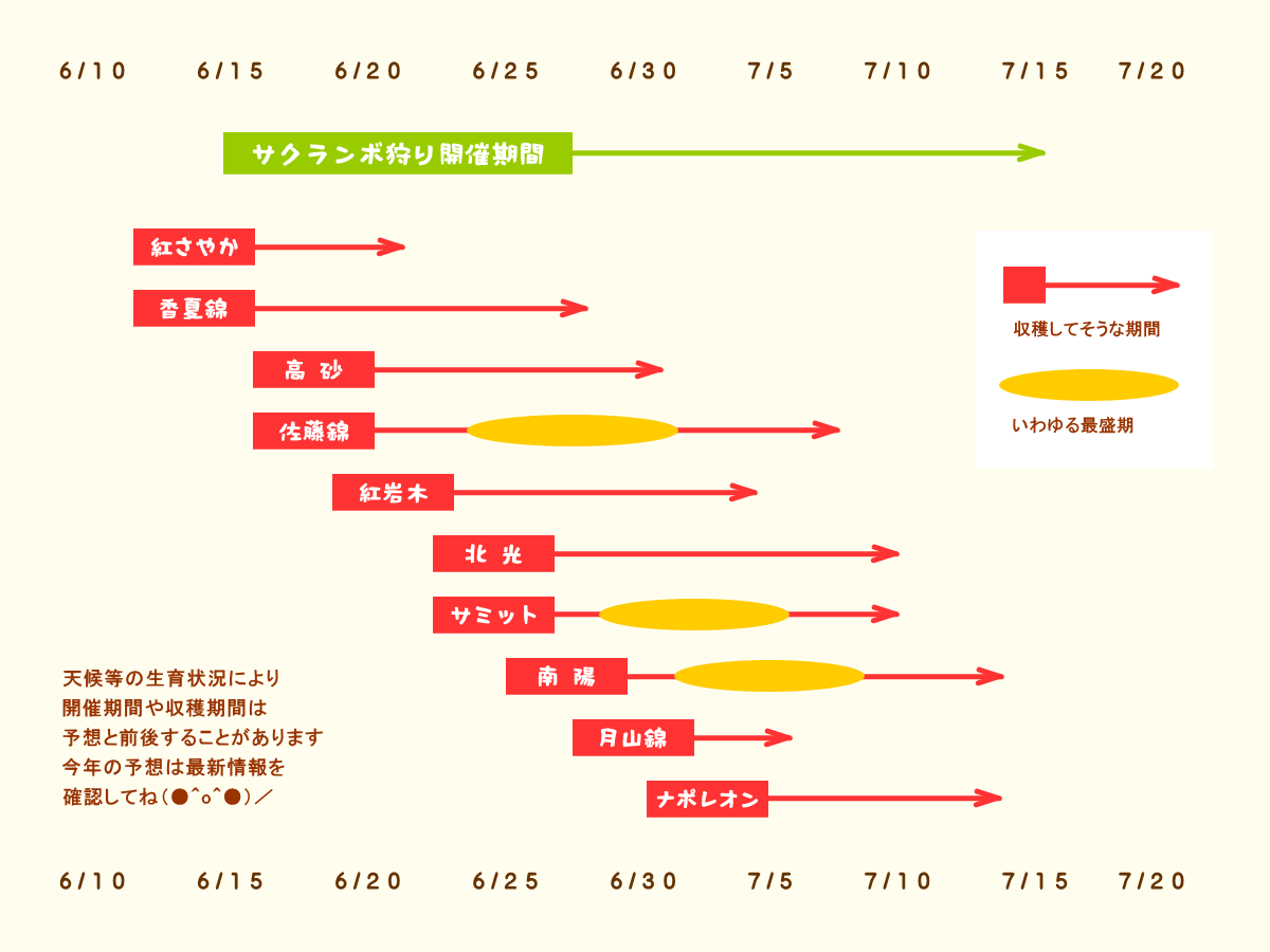 森の中の果樹園のサクランボ　収穫予想