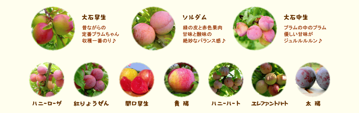 森の中の果樹園のプラム　品種紹介