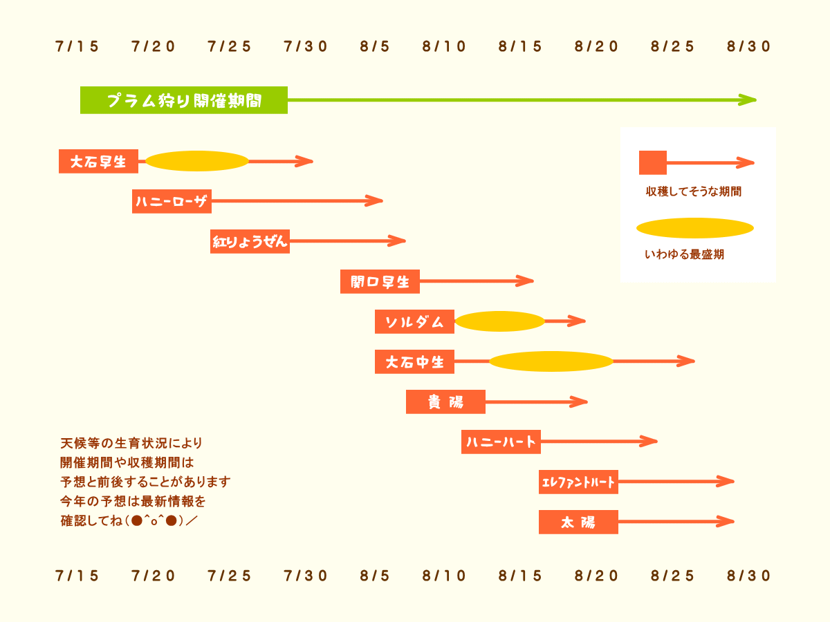 森の中の果樹園のプラム　収穫予想