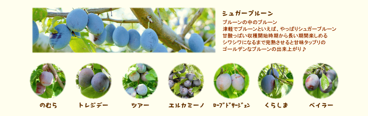 森の中の果樹園のプルーン　品種紹介