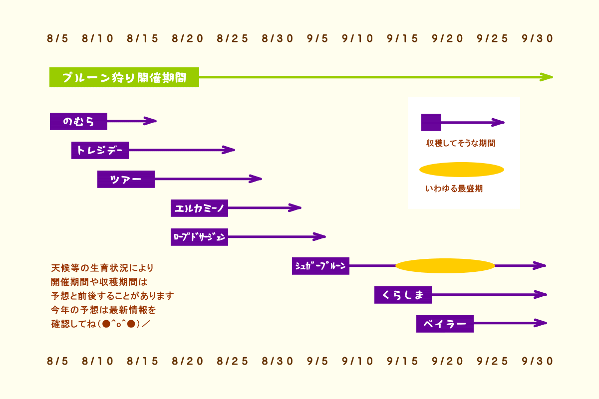 森の中の果樹園のプルーン　収穫予想