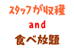 スタッフが収穫＆食べ放題