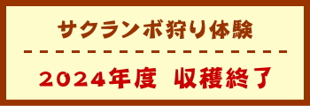 サクランボ狩り体験　2024年度　収穫終了