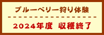 ブルーベリー狩り体験　2024年度　収穫終了