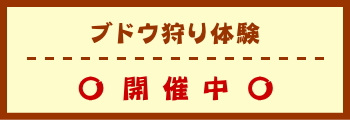 ブドウ狩り体験　開催中