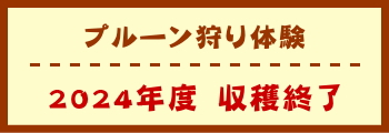 プルーン狩り体験　収穫終了