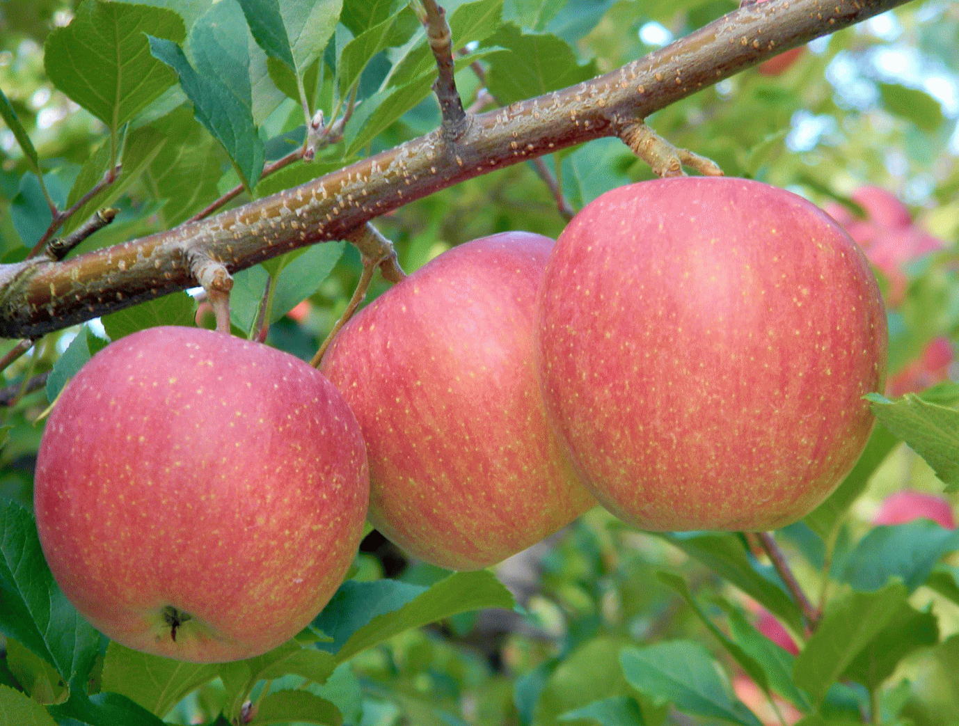 森の中の果樹園のリンゴ　ようこそ、森の中の果樹園へ　ここは岩木山麓、屋根のない果物屋さん